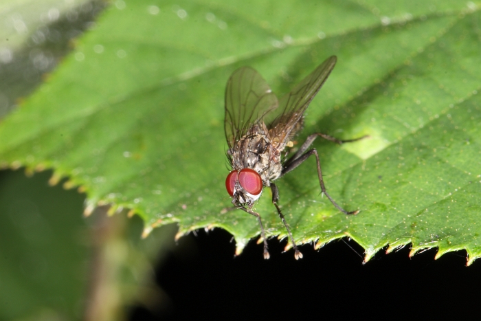 Macro chalet aout 2011 - 035